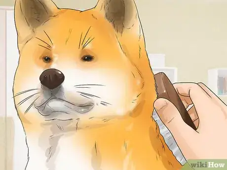 Image titled Care for an Akita Inu Dog Step 5