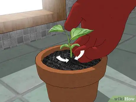 Image titled Grow Bell Peppers Indoors Step 12