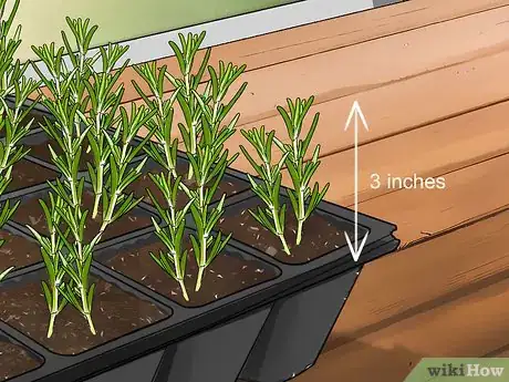 Image titled Grow Rosemary from Seed Step 14