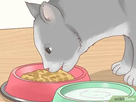 Image titled Take Care of a Blind Cat Step 10