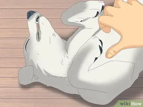 Image titled Why Do Dogs Sleep on Their Backs Step 5