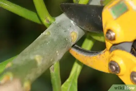 Image titled Take cuttings in late spring and through summer Step 1