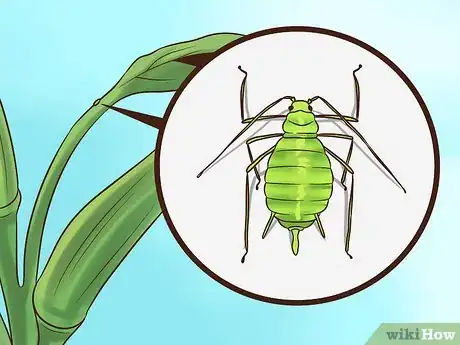 Image titled Grow Okra Step 10