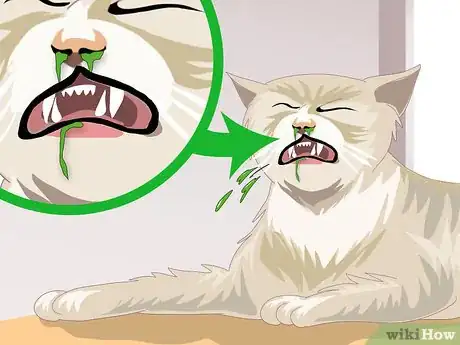 Image titled Treat Feline Upper Respiratory Illness Step 3