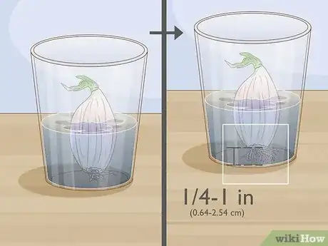 Image titled Grow Red Onions Step 15