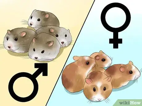 Image titled Care for Newborn Hamsters Step 10