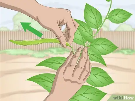 Image titled Pick Runner Beans Step 3