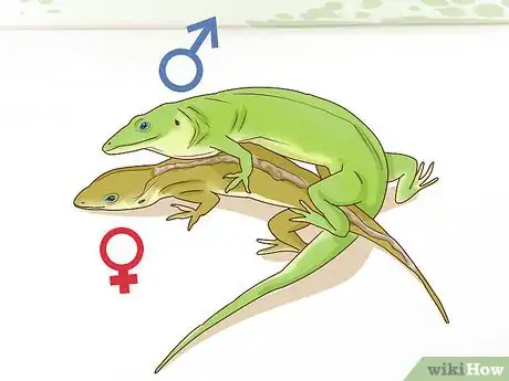 Image titled Determine the Sex of a Green Anole Step 7