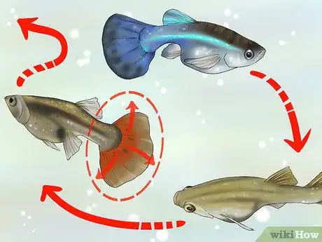 Image titled Find Out if Your Guppy Is Pregnant Step 6