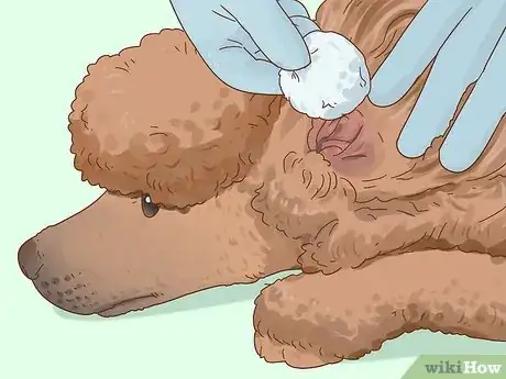 Image titled Clean Poodle Ears Step 5