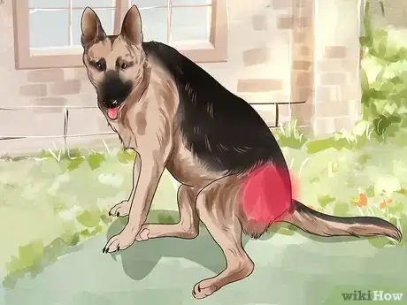 Image titled Diagnose Dysplasia in German Sheperds Step 4