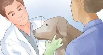 Give a Dog a Rabies Shot at Home