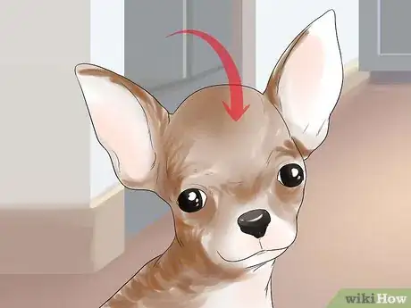 Image titled Breed Chihuahuas Step 4