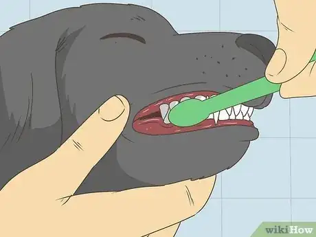 Image titled Why Are Puppy Teeth So Sharp Step 12