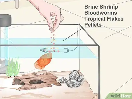 Image titled Keep Parrot Cichlids Step 7