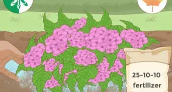 Change the Color of Hydrangeas