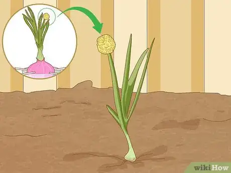 Image titled Grow Onions in Water Step 6