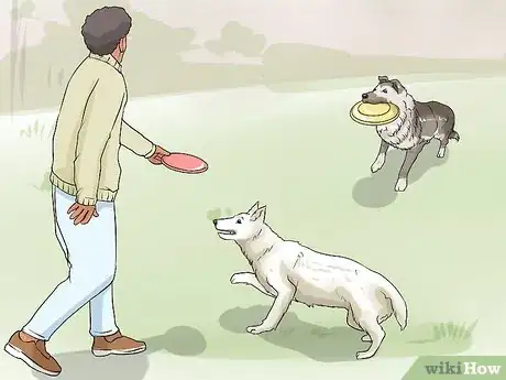 Image titled Stop a Dog from Herding Step 8