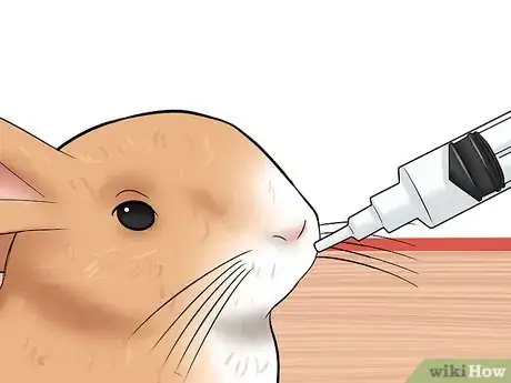 Image titled Prevent Gastrointestinal Stasis in Rabbits Step 9