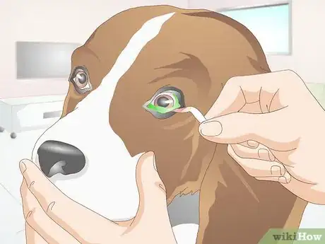 Image titled Diagnose Canine Corneal Ulcers Step 10