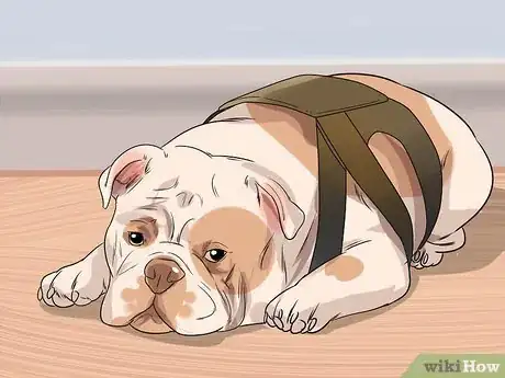 Image titled Treat Respiratory Problems in Bulldogs Step 7