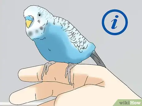 Image titled Buy a Bird Step 11