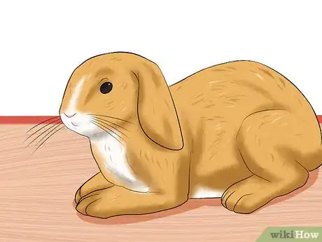 Image titled Treat Ear Mites in Rabbits Step 8