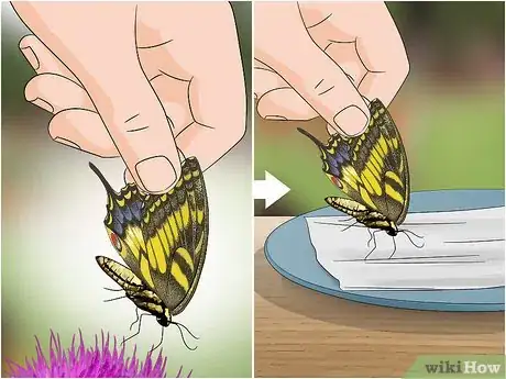 Image titled Feed Butterflies Step 3