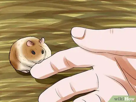 Image titled Tame a Dwarf Hamster Step 9