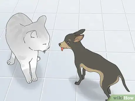 Image titled Make a Cat and Dog Get Along Step 9