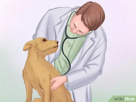 Image titled Detect Diabetes in Dogs Step 1