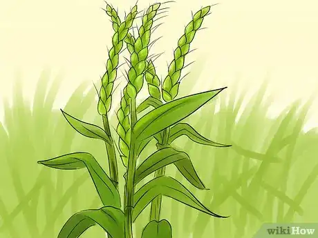 Image titled Identify Farm Crops Step 7