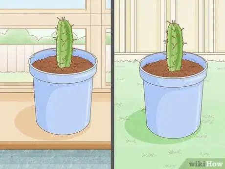 Image titled Grow Cactus in Containers Step 10