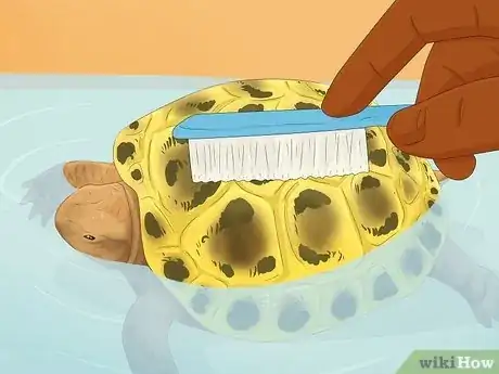 Image titled Bathe a Russian Tortoise Step 9