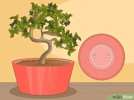 Image titled Revive a Bonsai Tree Step 4