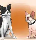 Train a Bully Breed Dog