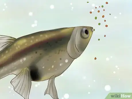 Image titled Find Out if Your Guppy Is Pregnant Step 9