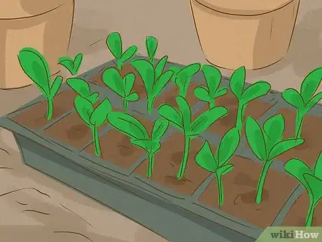 Image titled Grow Healthy Seedlings Step 14