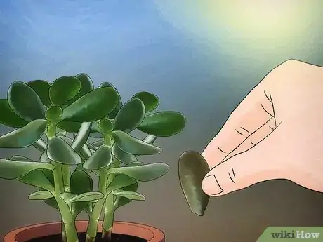 Image titled Grow a Jade Plant Step 9