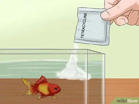 Image titled Treat Fish Diseases Step 11