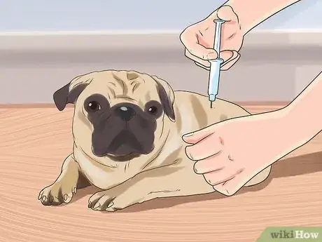 Image titled Breed Pugs Step 7