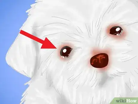 Image titled Prevent Kennel Cough Step 5