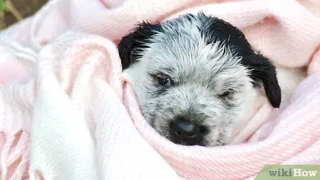 Image titled Bathe a Newborn Puppy Step 18