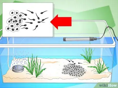 Image titled Care for Common Frog Tadpoles Step 8