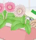 Grow Gerbera Daisies