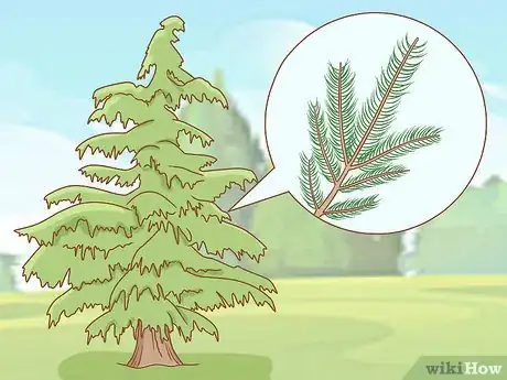 Image titled Identify Cedar Trees Step 2