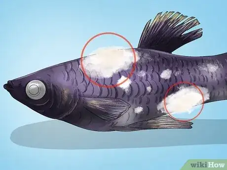 Image titled Purchase Fish Step 4