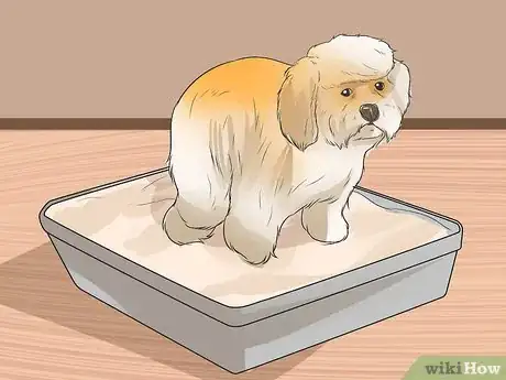 Image titled Train Havanese Dogs Step 10