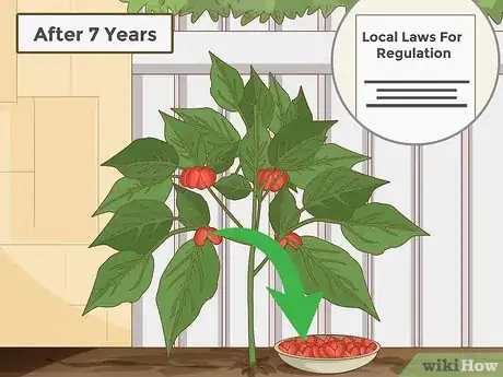 Image titled Grow Ginseng Step 25