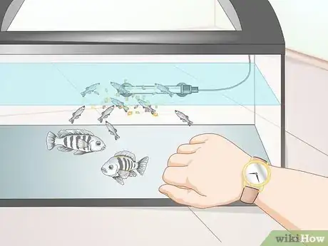 Image titled Breed Convict Cichlids Step 15